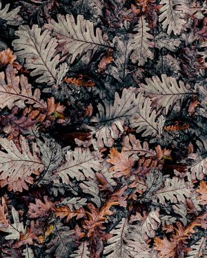 Fall Leaf Camouflage 24