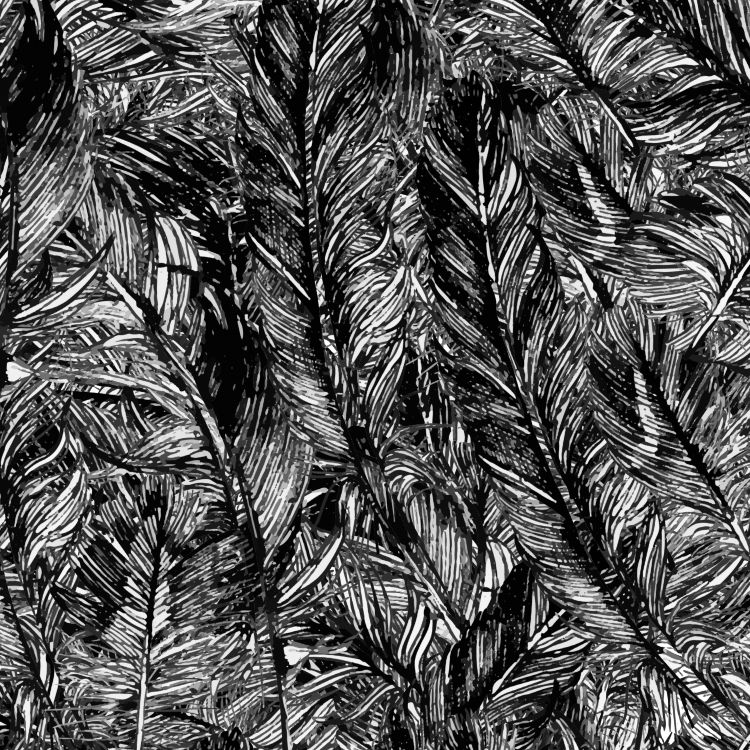 Feathers 28