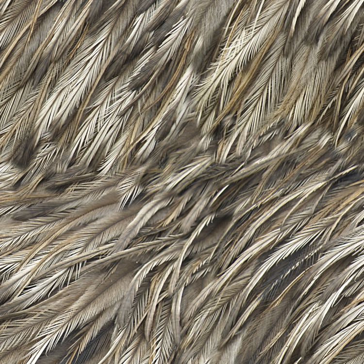 Feathers 33