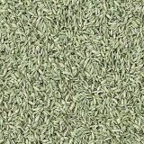 Fennel-Seeds