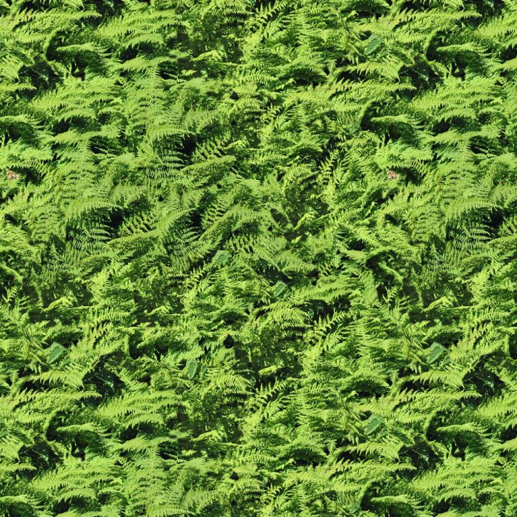 Fern Fields 22