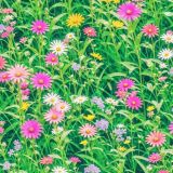 Field-of-Flowers-42