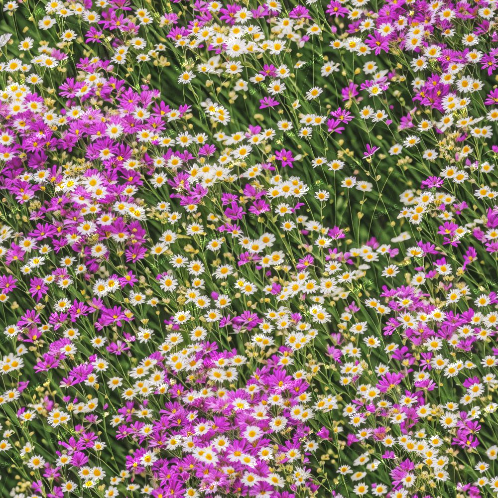 Field of Flowers 43
