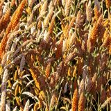 Field-of-Sorghum