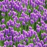 Fields-of-Lavender-42