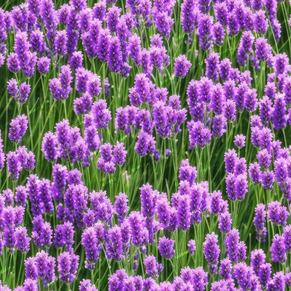 Fields of Lavender 42