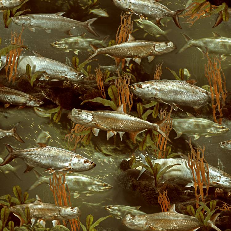 Fish Camouflage