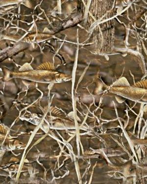 Fish Forest 22