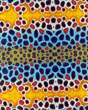 Fish Scales 22