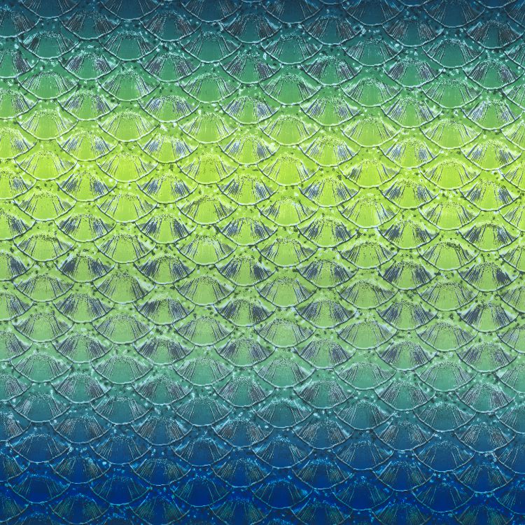 Fish Scales 42