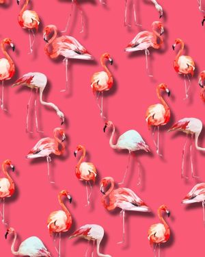 Flamingos 24