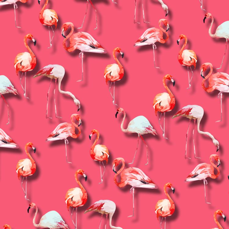 Flamingos 24