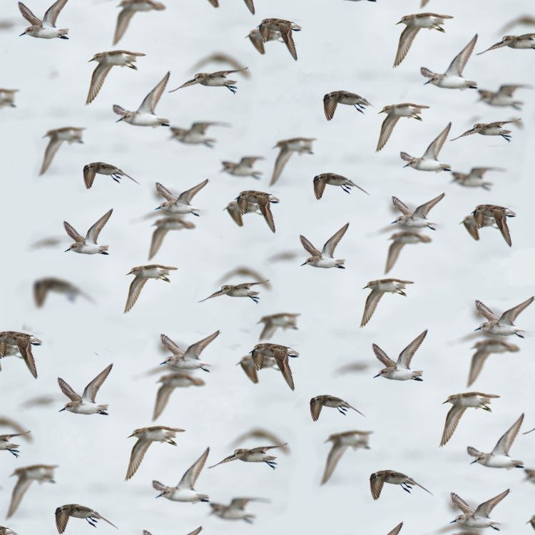 Flock of Birds 22