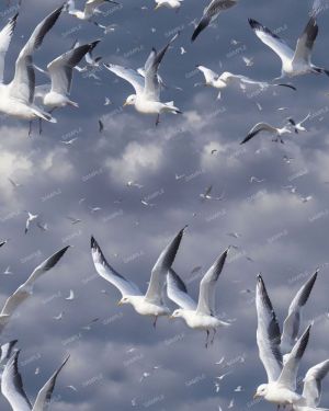 Flock of Seagulls