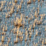 Flooded-Grassland