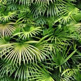 Florida-Palmetto-22-Camo.jpg