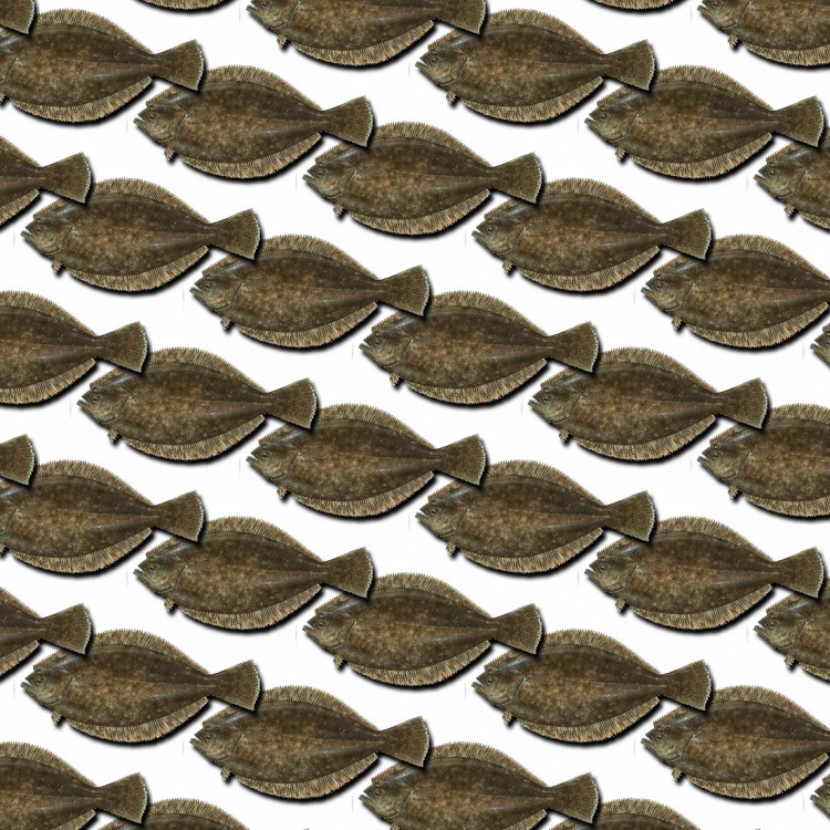 Flounder 24