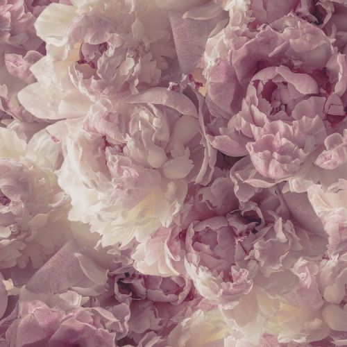 Flowers 70