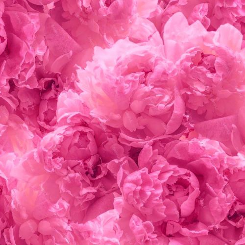 Flowers 71