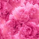Flowers-71