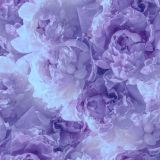 Flowers-72