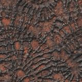 Fossilized-Tracks