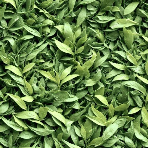 Fresh Cut Green Tea Leaves