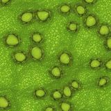 Frog-Skin-43