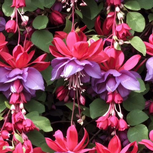 Fuchsia Flowers