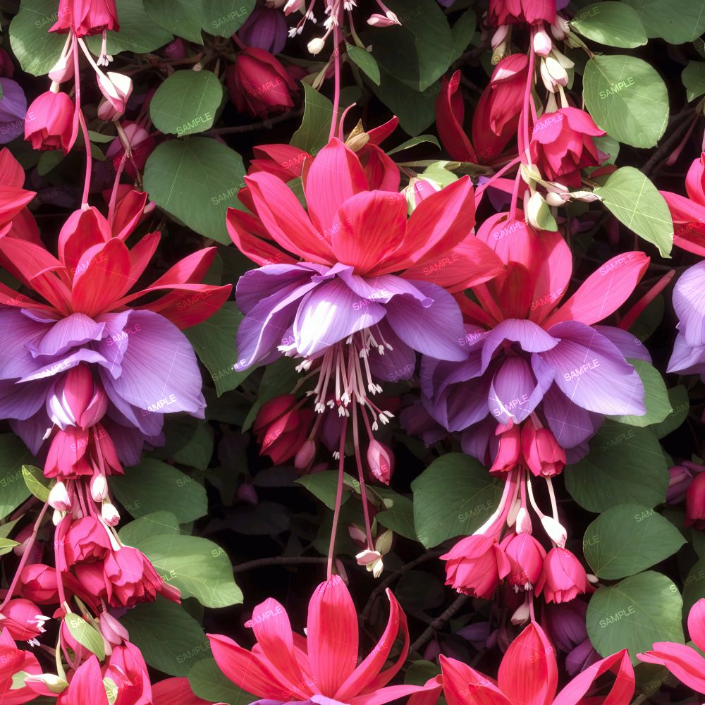 Fuchsia Flowers
