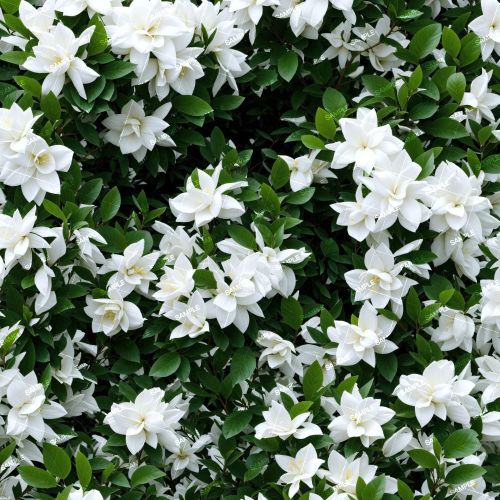 Gardenia Bush