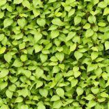 Generic-Bush