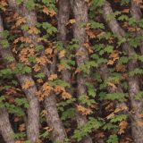 Generic-Fall-Tree-Camo