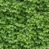 Generic-Leaf-Wall