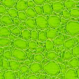 Generic-Reptile-Skin-Green-thumb