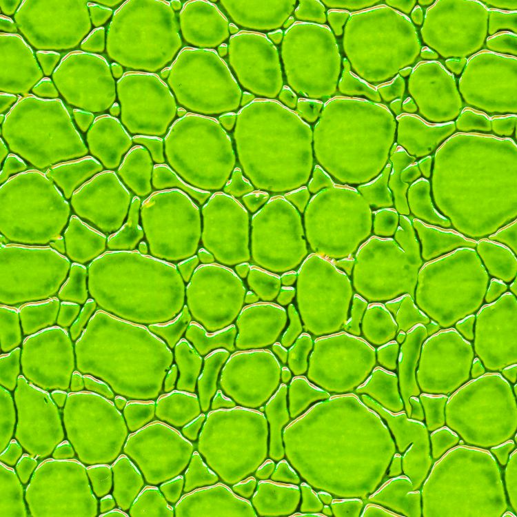 Generic Reptile Skin Green