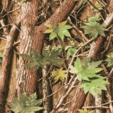 Generic-Tree-11-Camo.jpg