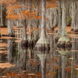 Georgia-Swamp-thumb