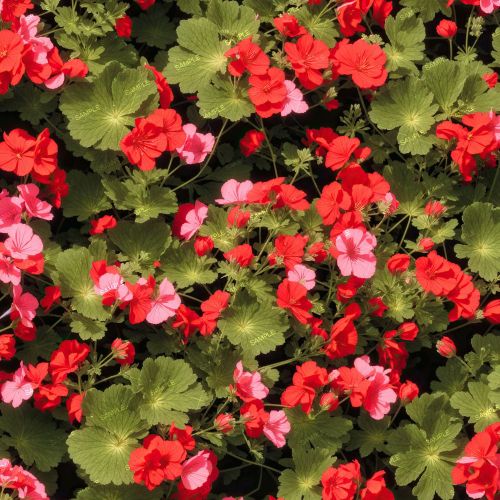 Geraniums 22
