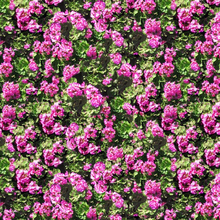 Geraniums