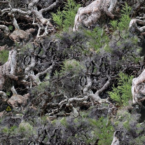 Gnarly Woods 22 Camouflage