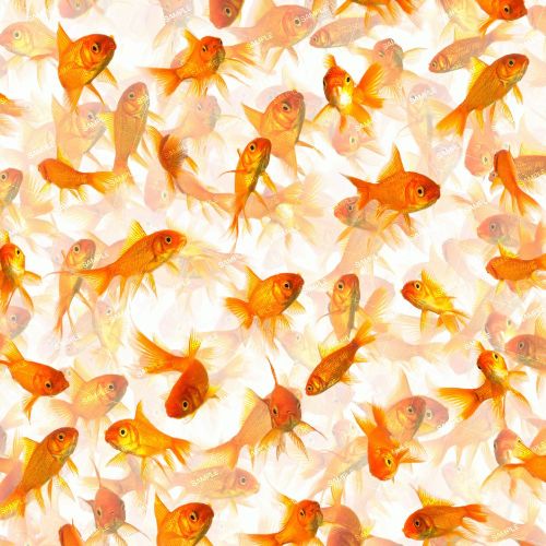 GoldFish 25