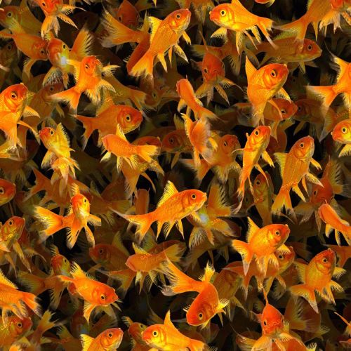GoldFish 26