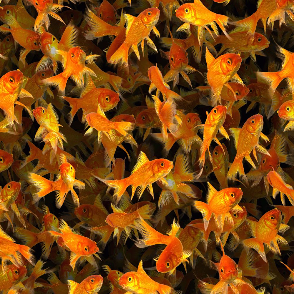 GoldFish 26
