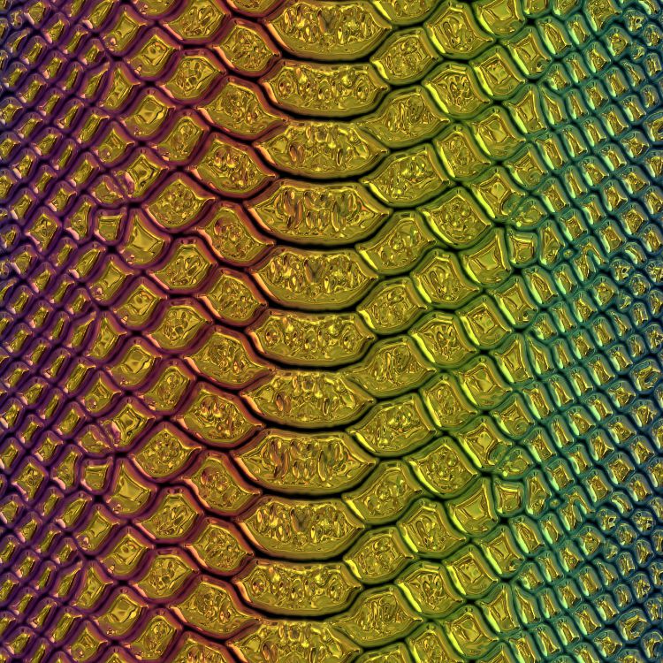 Golden Rainbow Snake Skin 23