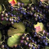Grape-Vinyard-22