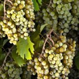 Grape-Vinyard-23