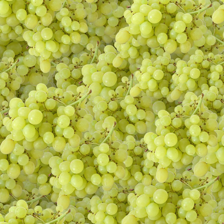 Grapes 22