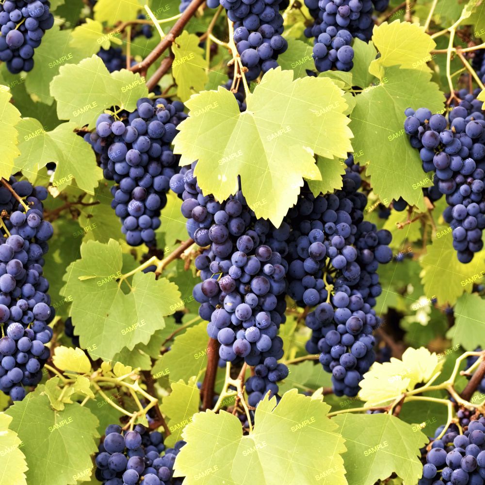 Grapes on the Vine 44