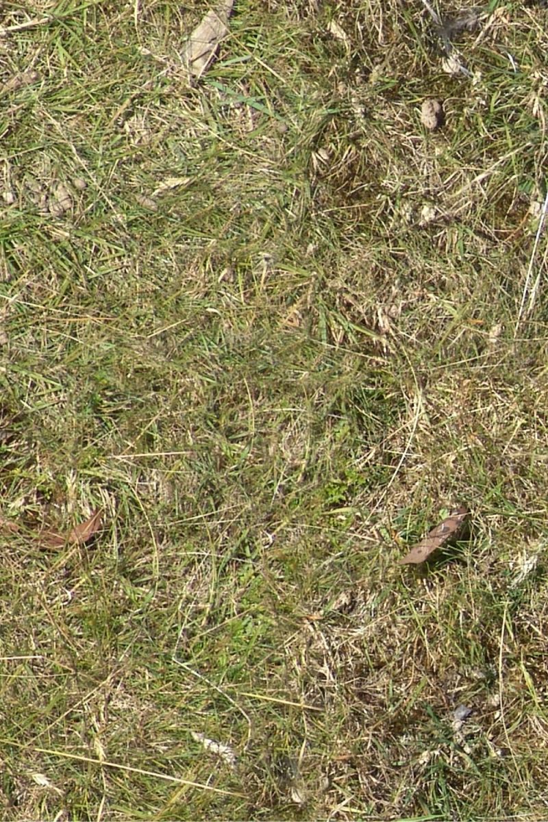 Grass 30